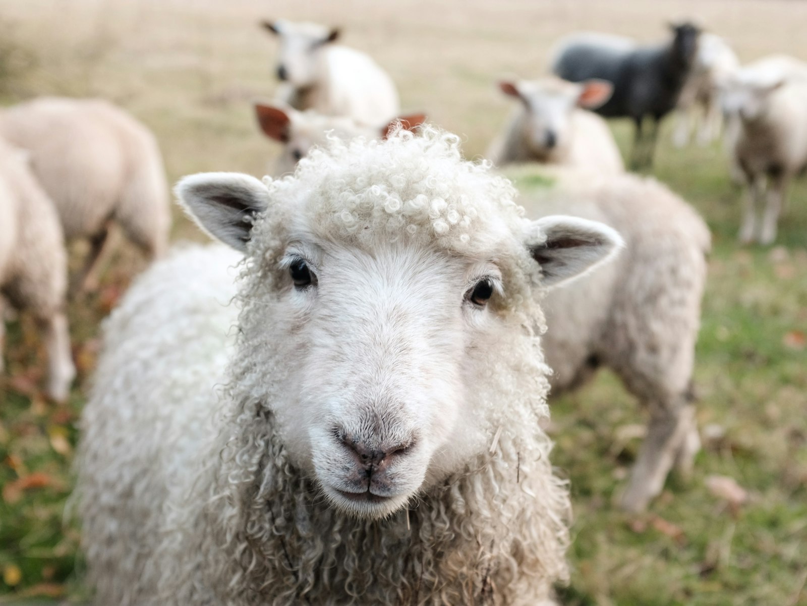 Sheep grazing in a green pasture